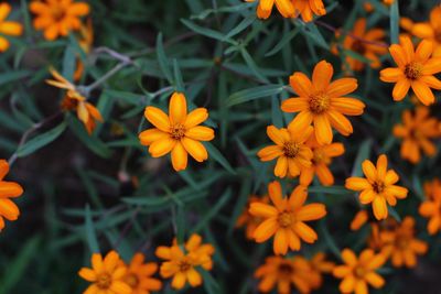 High angle view of orange flowering plants