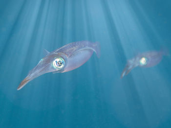 Close-up of fish in sea