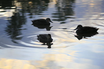 High angle view of ducks swimming in lake