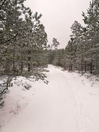 Trees on snow covered landscape against sky