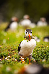 puffin with a