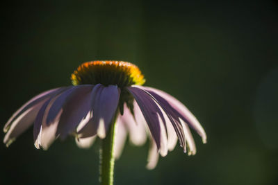 Close-up of coneflower blooming outdoors