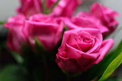 Close-up of pink rose blooming outdoors