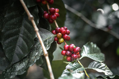 Close-up of red berries growing on tree