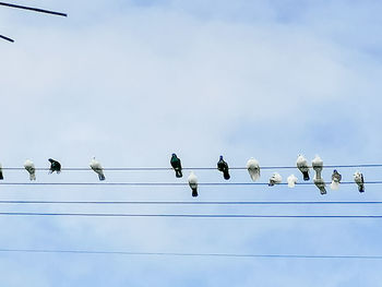 Low angle view of birds perching on cable against sky