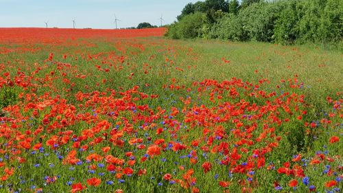 Red poppies on field against sky