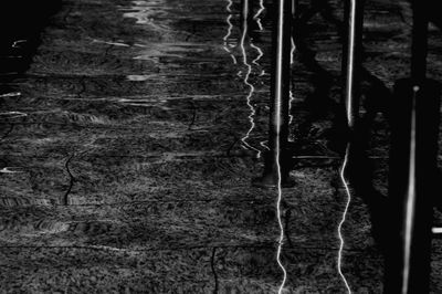 Close-up of rope on rock in forest