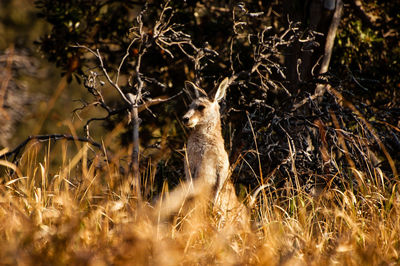 Kangaroo in grass