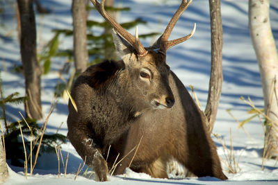 Close-up of deer in winter