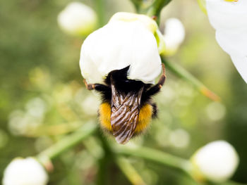 Close-up of bee pollinating flower