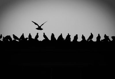 Low angle view of silhouette birds flying against sky