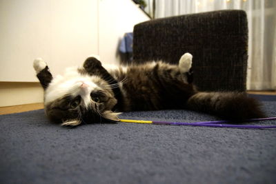 Close-up of cat lying on floor