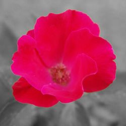 Close-up of red flower blooming