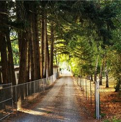 Footpath passing through forest