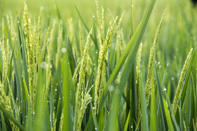 Close-up of wet crops