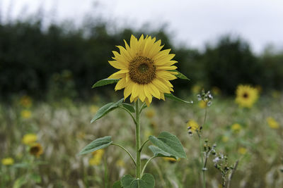Close-up of yellow flowering plant on field
