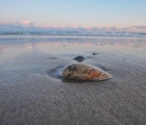 Close-up of shell on beach