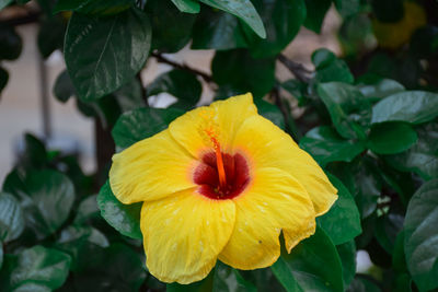 Close-up of yellow flowering plant