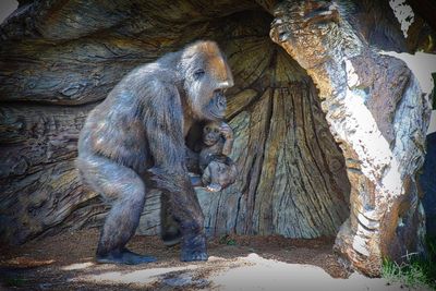 Close-up of tree stump