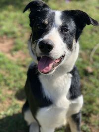 Close-up portrait of a mix of border collie