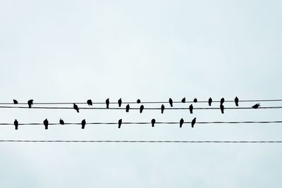 Low angle view of birds perching on cables against clear sky