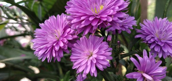 Close-up of pink flowering plants