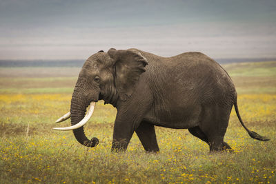 Side view of elephant on field