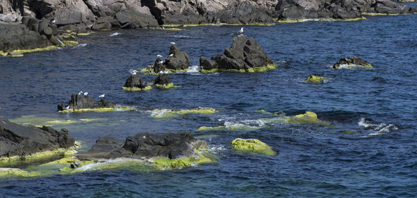 View of ducks on rock formation in sea