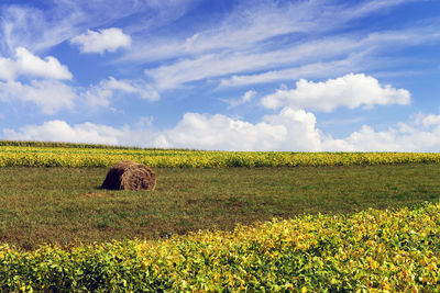 Scenic view of field against sky