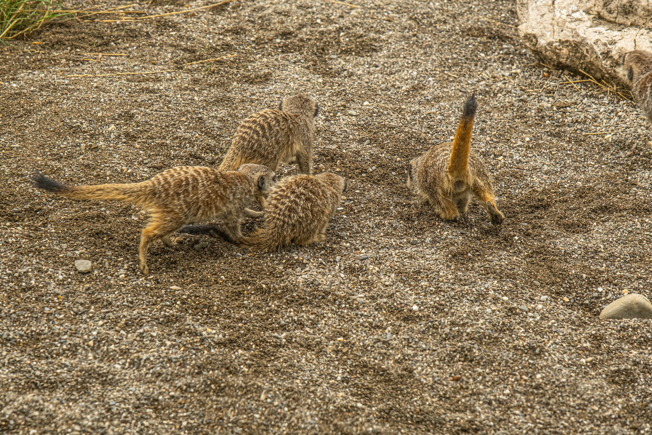 animal, animal themes, wildlife, land, animal wildlife, high angle view, no people, nature, sand, day, group of animals, beach, mammal, sunlight, outdoors, field