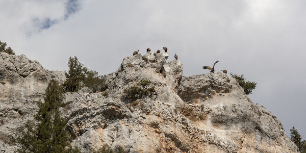 Low angle view of bird perching on rock