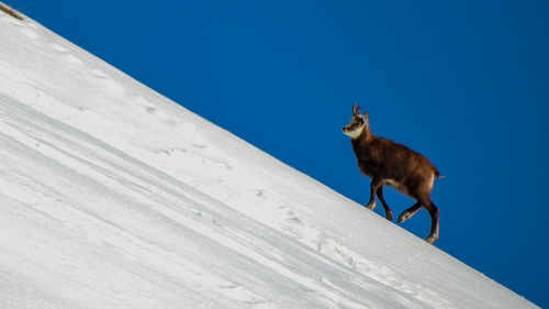 Wild goat walking on snow against clear sky