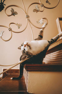 Low angle view of cat looking up at home