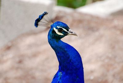 Close-up side view of a peacock