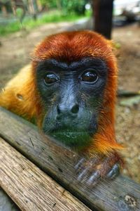 Close-up portrait of gorilla at zoo