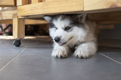 A siberian husky lies on the floor and looking away. a cute puppy lying under the table.