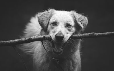 Close-up portrait of dog