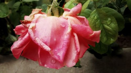 Close-up of pink rose