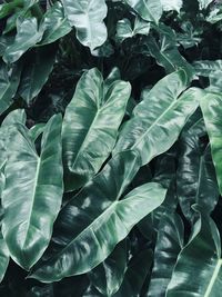 Full frame shot of leaves