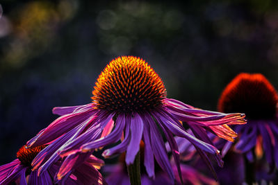 Close-up of purple flower