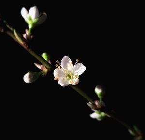 Close-up of white flowers