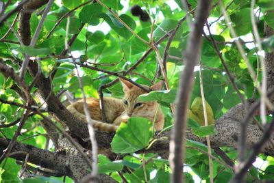 View of a cat on branch