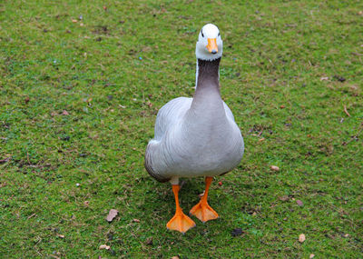 High angle view of bird on field