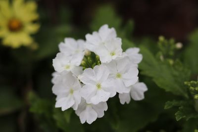 Close-up of white flowering plant