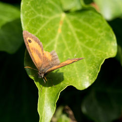 Close-up of insect on leaf