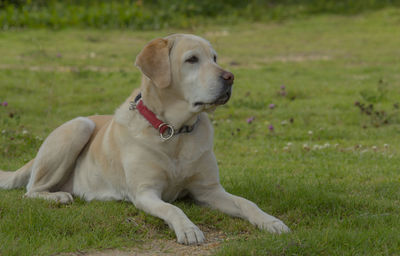 Close-up of dog sitting on field