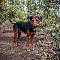 Portrait of dog standing on ground