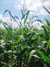 Close-up of crops growing on field against sky