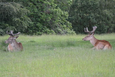 Deer in a field