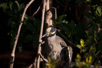 Bird perching on a tree